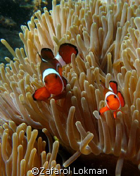 Nemo again free posing..look at the smile!!! taken in Per... by Zafarol Lokman 